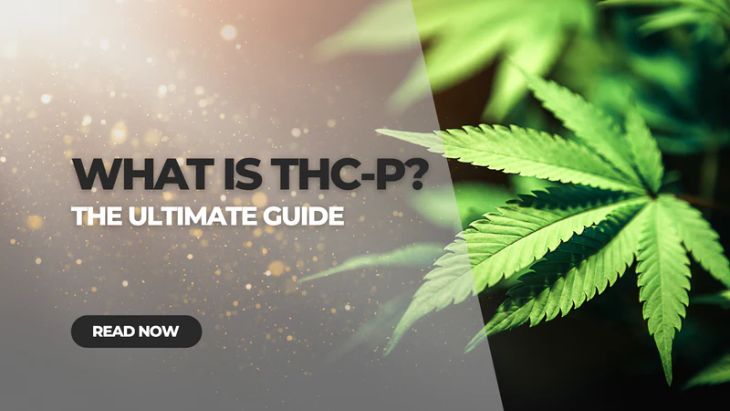 Exploring THC-P High Mysteries: What to Expect